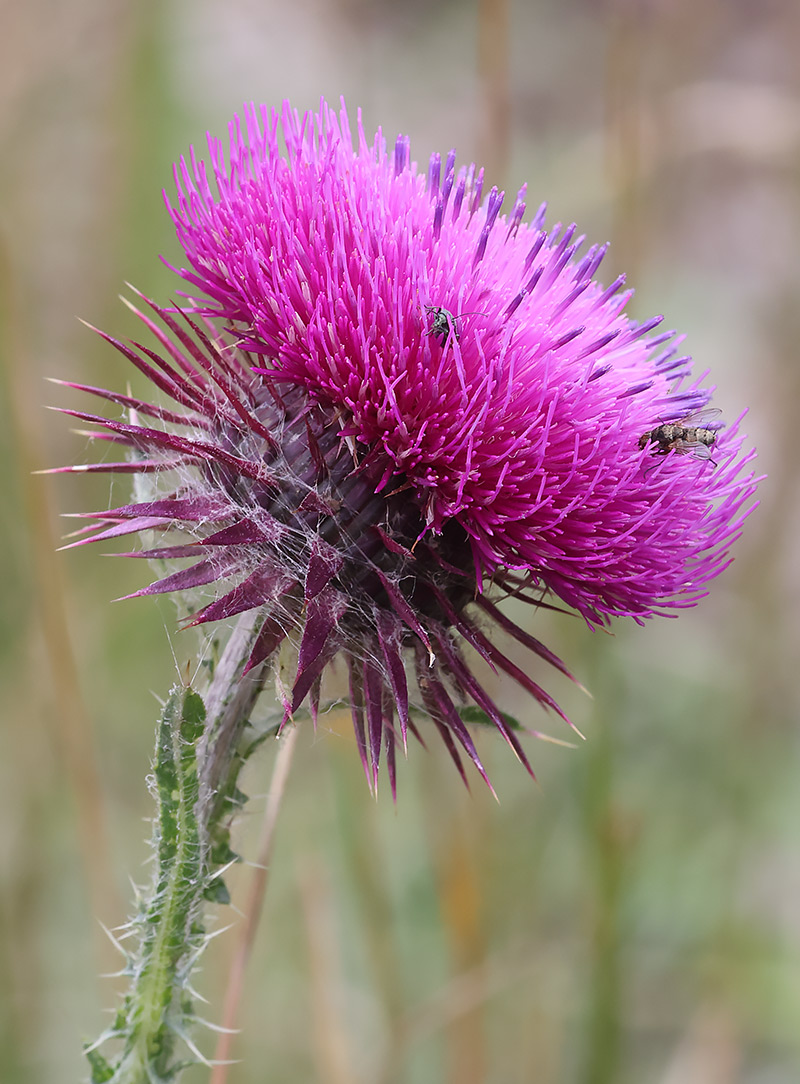 Musk thistle